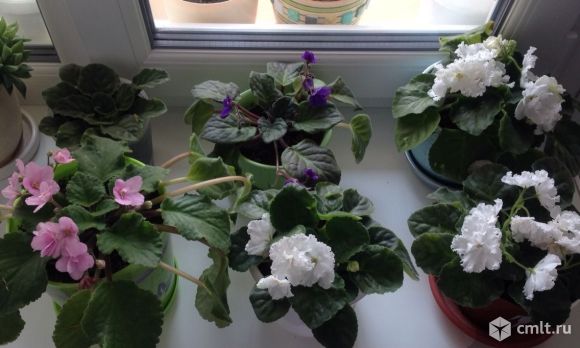 Цветущая фиалка "букет невесты" и другие. Фото 1.