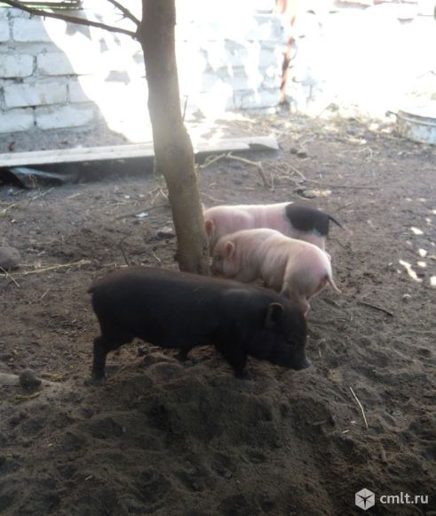 Поросята «вьетнамской» породы свиней. Фото 1.