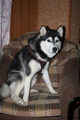 Пропала собака хаски. Фото 1.