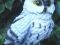 Статуэтка сова. Фото 2.