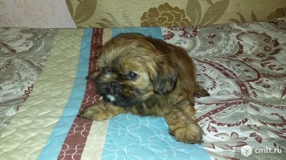 Ши-тцу щенки. Фото 7.