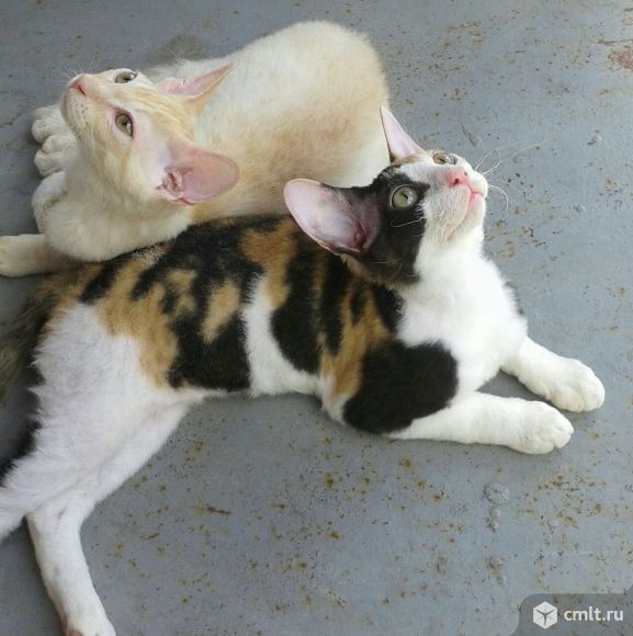 Помесь Канадского с Донским сфинксом. Фото 1.