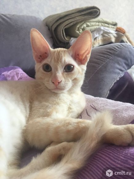 Помесь Канадского с Донским сфинксом. Фото 3.
