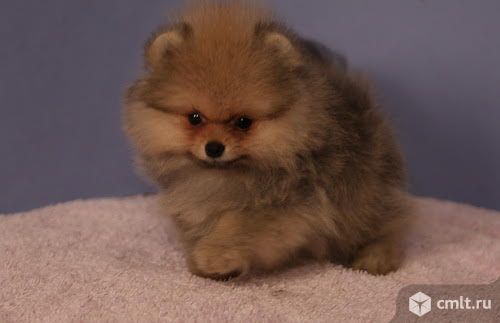 Щенок рыжего померанского карликового шпица. Фото 1.