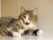 Галочка- пухоая кошка с круглыми глазами. Фото 1.