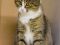 Галочка- пухоая кошка с круглыми глазами. Фото 3.