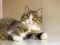 Галочка- пухоая кошка с круглыми глазами. Фото 4.