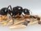 Продам муравьев Мессор Структор (Messor structor). Фото 1.
