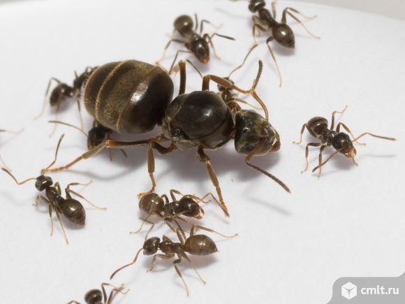 Продам Муравьев вида Лазиус Нигер (Lasius niger). Фото 1.