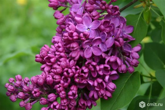 Жасмин, сирень. Фото 1.