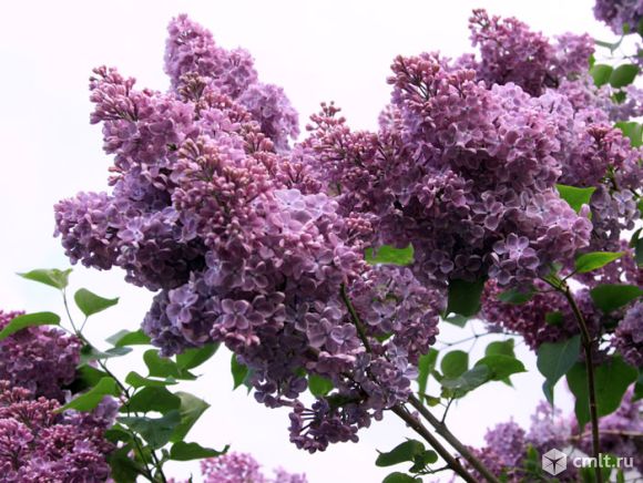 Жасмин, сирень. Фото 3.