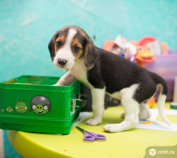 Щенки эстонской гончей. Фото 1.