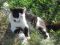 Разговорчивая ласкуша - кошка Пуся. Фото 1.