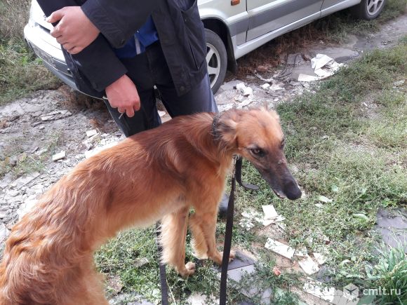 Найдена рыжая борзая (мальчик). Фото 1.