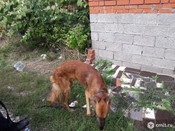 Найдена рыжая борзая (мальчик). Фото 3.