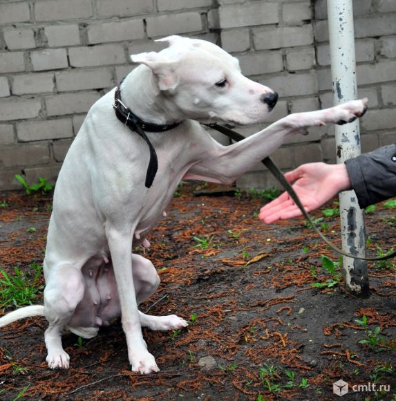 Воронеж собаки в руки. Воронеж собаки в руки. Воронеж собаки в руки. Собака в воронеже. Зоозащита серпухов.
