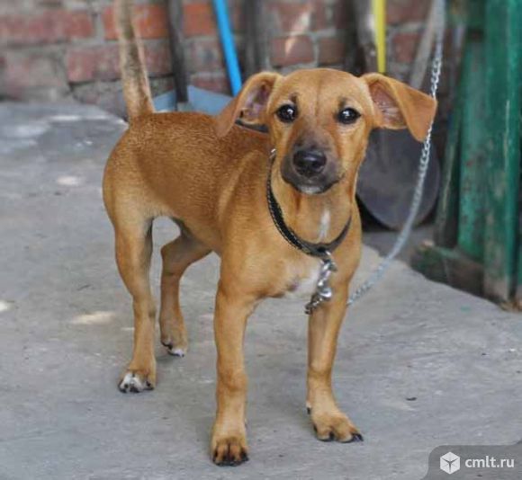 Метис таксы Джени. Фото 1.