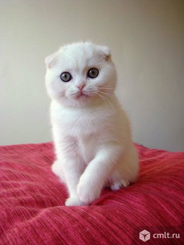 Вислоухого котёнка белого цвет приобрету. Фото 1.