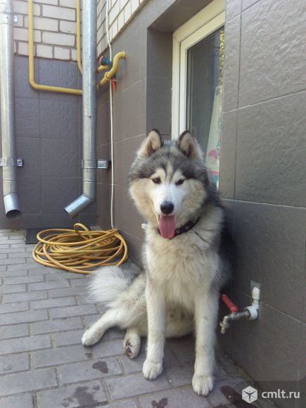 Кобель для вязки. Фото 1.