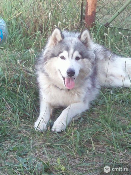 Кобель для вязки. Фото 3.