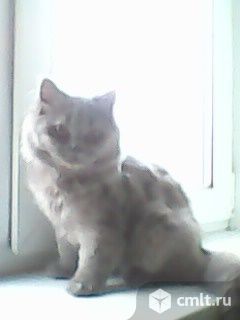 Продам котят помесь перса и британца. Фото 1.