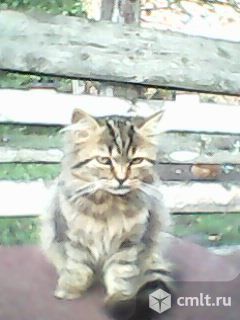 Продам котят помесь перса и британца. Фото 3.