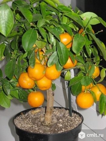 Мандарин.. Фото 1.