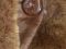 Шуба женская из мутона  Разм.44-46 б/у. Фото 3.