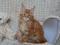 Мейн кун котята от интерчемпионов. Фото 1.