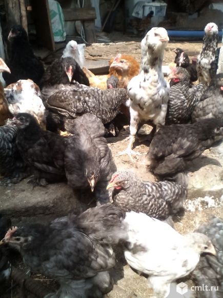 Карликовые кохинхины  петушки  и курочки разных окрасов. Фото 1.