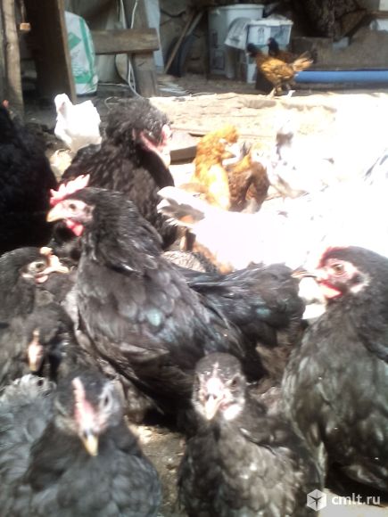 Карликовые кохинхины  петушки  и курочки разных окрасов. Фото 3.