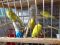 Волнистые попугайчики. Фото 3.