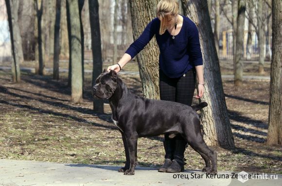 Отдам щенка кане корсо. Фото 6.