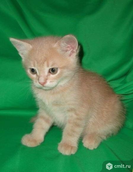 Персиковый котенок мальчик в дар. Фото 1.