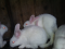 Кролики мясной породы. Фото 1.