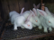 Кролики мясной породы. Фото 2.