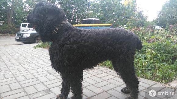 Вязка - Русский чёрный терьер. Фото 1.
