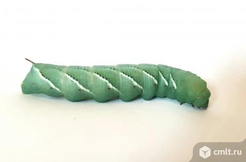 Кормовые насекомые. Фото 2.