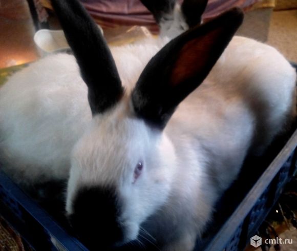 Кролики калифорнийцы 900 руб-3 мес