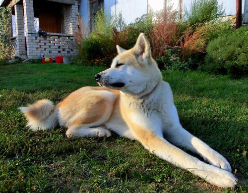 Пропала собака Акита ину (лайка). Фото 1.