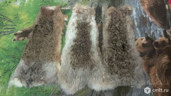 Шкура (мех) зайца, кролика. Фото 1.