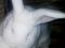 Новозеландские белые кролики НЗБ