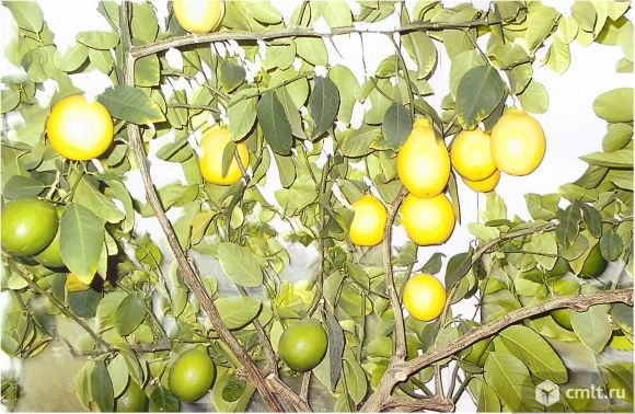 Лимон с плодами, алоэ, 3 года. Фото 1.