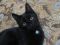 Чёрная кошка-к счастью!!!. Фото 4.