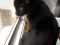 Чёрная кошка-к счастью!!!. Фото 3.