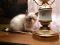 Полусиамские котята. Фото 2.