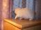 Полусиамские котята. Фото 5.