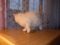 Полусиамские котята. Фото 6.