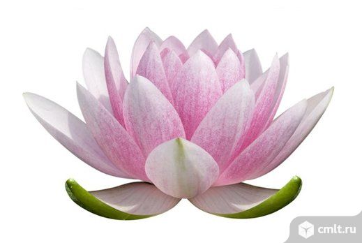 Белая Магия. Фото 1.