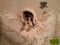 Костюм Снегурочки для маленькой собачки весом 1.5-4.5 кг. Фото 1.